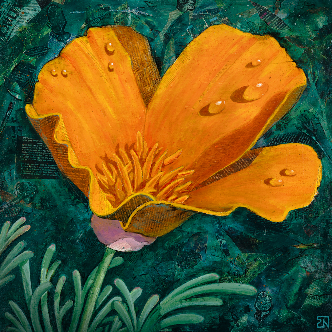 Framed print - "The Poppy" 12x12